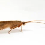 Close-up photograph of Limnephilus pati, a small brown caddisfly with long antennae, rediscovered in Cors Goch, Anglesey, Wales.
