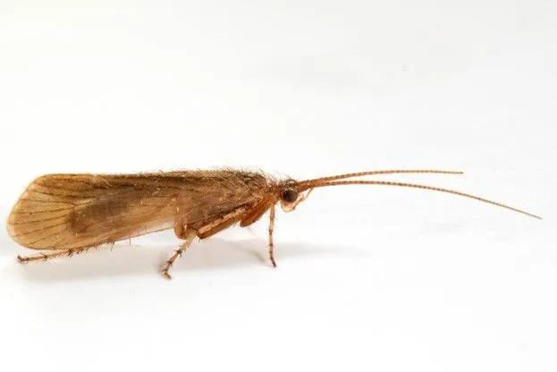 Close-up photograph of Limnephilus pati, a small brown caddisfly with long antennae, rediscovered in Cors Goch, Anglesey, Wales.