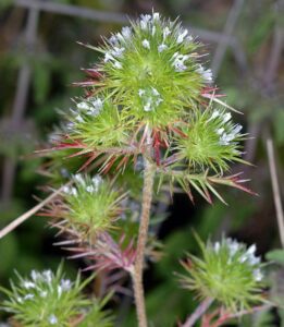 Willamette phlox plant with spiky green bracts and small white flowers arranged in clustered heads on a thin stem.