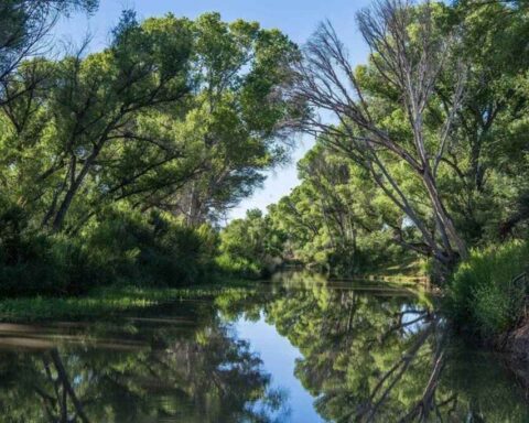 The San Pedro River flowing between green trees and vegetation, reflecting the blue sky and surrounding plants in its calm waters.
