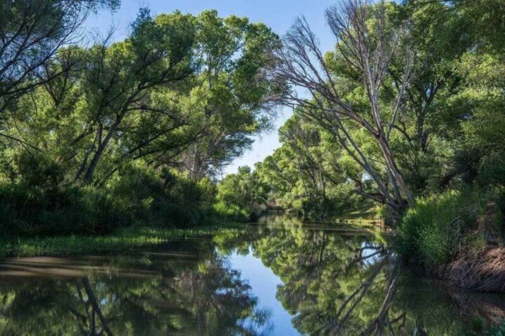 The San Pedro River flowing between green trees and vegetation, reflecting the blue sky and surrounding plants in its calm waters.