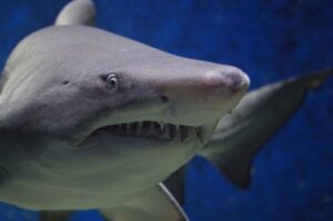 Close-up photograph of a sand tiger shark with visible rows of sharp teeth and a grey-white body swimming against a deep blue ocean background.