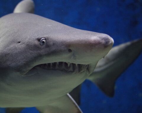 Close-up photograph of a sand tiger shark with visible rows of sharp teeth and a grey-white body swimming against a deep blue ocean background.