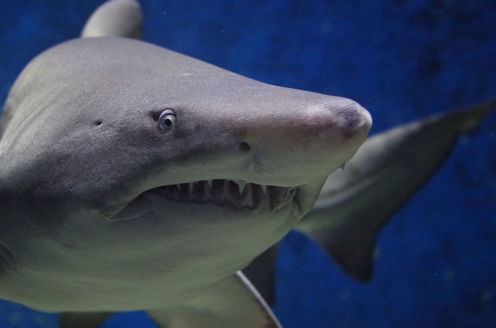 Close-up photograph of a sand tiger shark with visible rows of sharp teeth and a grey-white body swimming against a deep blue ocean background.