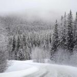 Snow-covered coniferous forest landscape in winter showing dense stands of evergreen trees blanketed in white snow under overcast sky.
