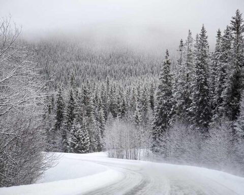Snow-covered coniferous forest landscape in winter showing dense stands of evergreen trees blanketed in white snow under overcast sky.