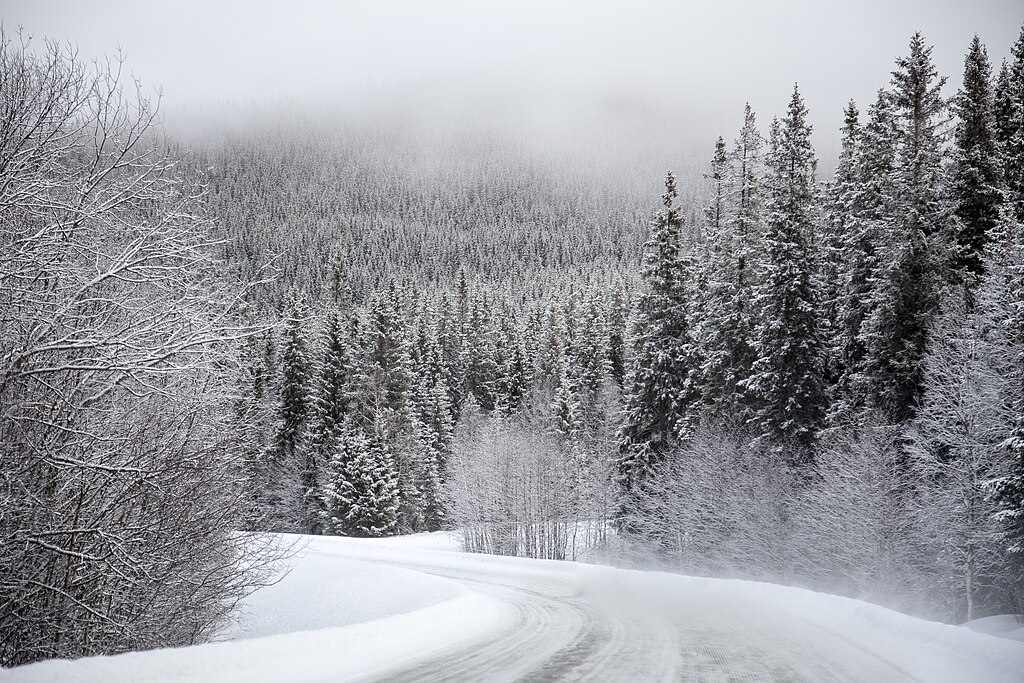 Snow-covered coniferous forest landscape in winter showing dense stands of evergreen trees blanketed in white snow under overcast sky.