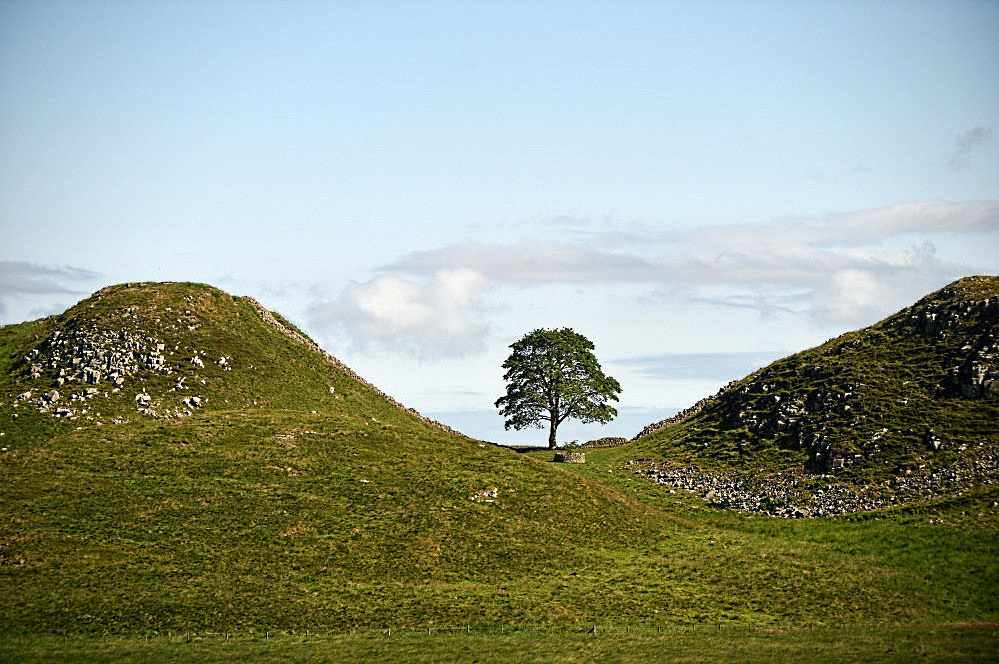 The Sycamore Gap tree standing alone in a dip between two grassy hills along Hadrian's Wall in Northumberland, with clear blue sky above.