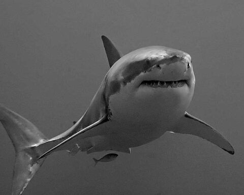 Close-up black and white photograph of a great white shark underwater showing its head and upper body with distinctive teeth visible.