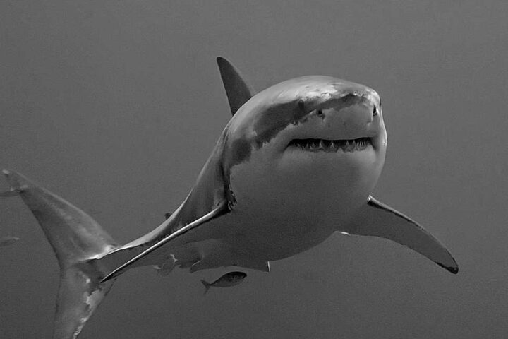 Close-up black and white photograph of a great white shark underwater showing its head and upper body with distinctive teeth visible.