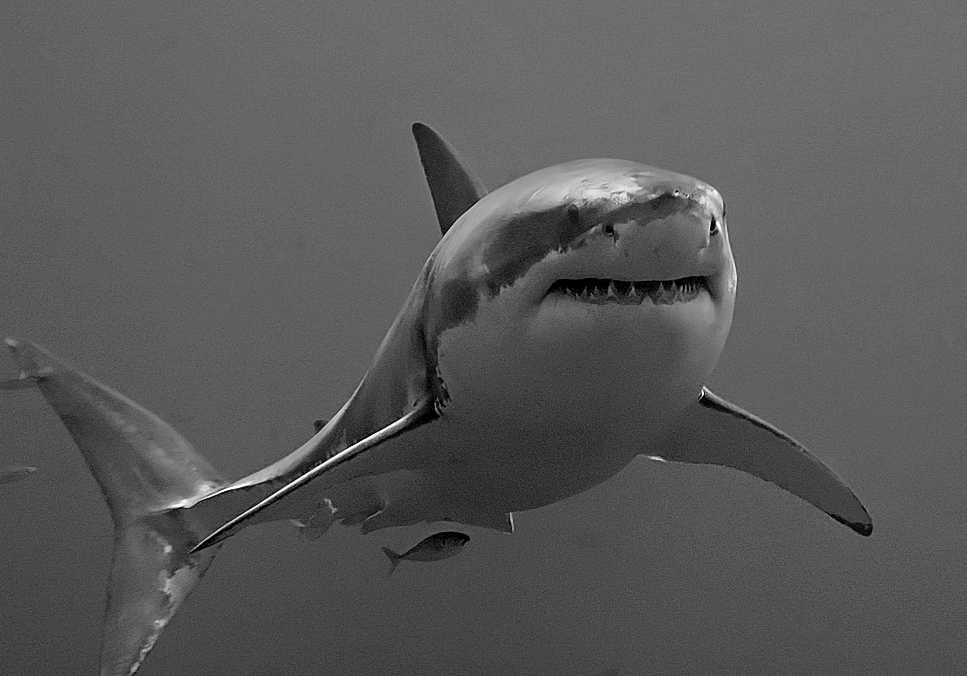Close-up black and white photograph of a great white shark underwater showing its head and upper body with distinctive teeth visible.