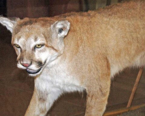 Mountain lion (Puma concolor) from southern Colorado with tawny fur and characteristic facial features, mounted specimen at Garden of the Gods visitor center.