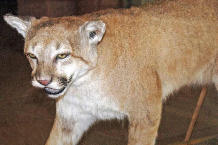 Mountain lion (Puma concolor) from southern Colorado with tawny fur and characteristic facial features, mounted specimen at Garden of the Gods visitor center.