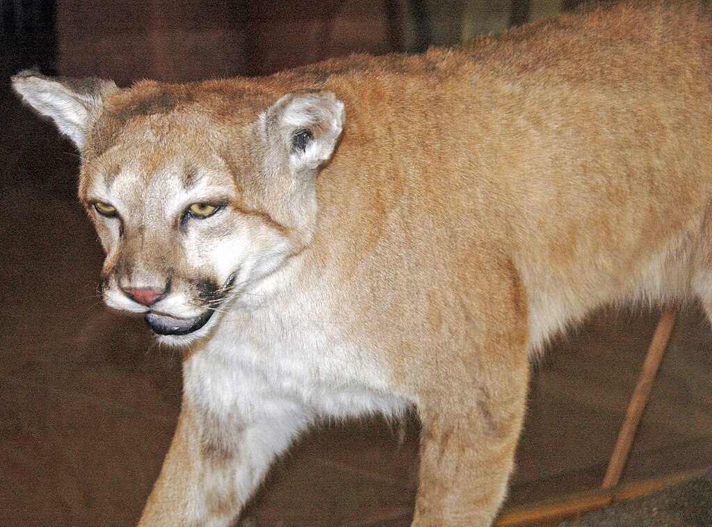 Mountain lion (Puma concolor) from southern Colorado with tawny fur and characteristic facial features, mounted specimen at Garden of the Gods visitor center.
