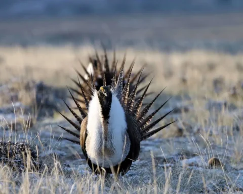 A male greater sage grouse displaying his distinctive white chest feathers and pointed tail feathers during mating season ritual in sagebrush habitat.