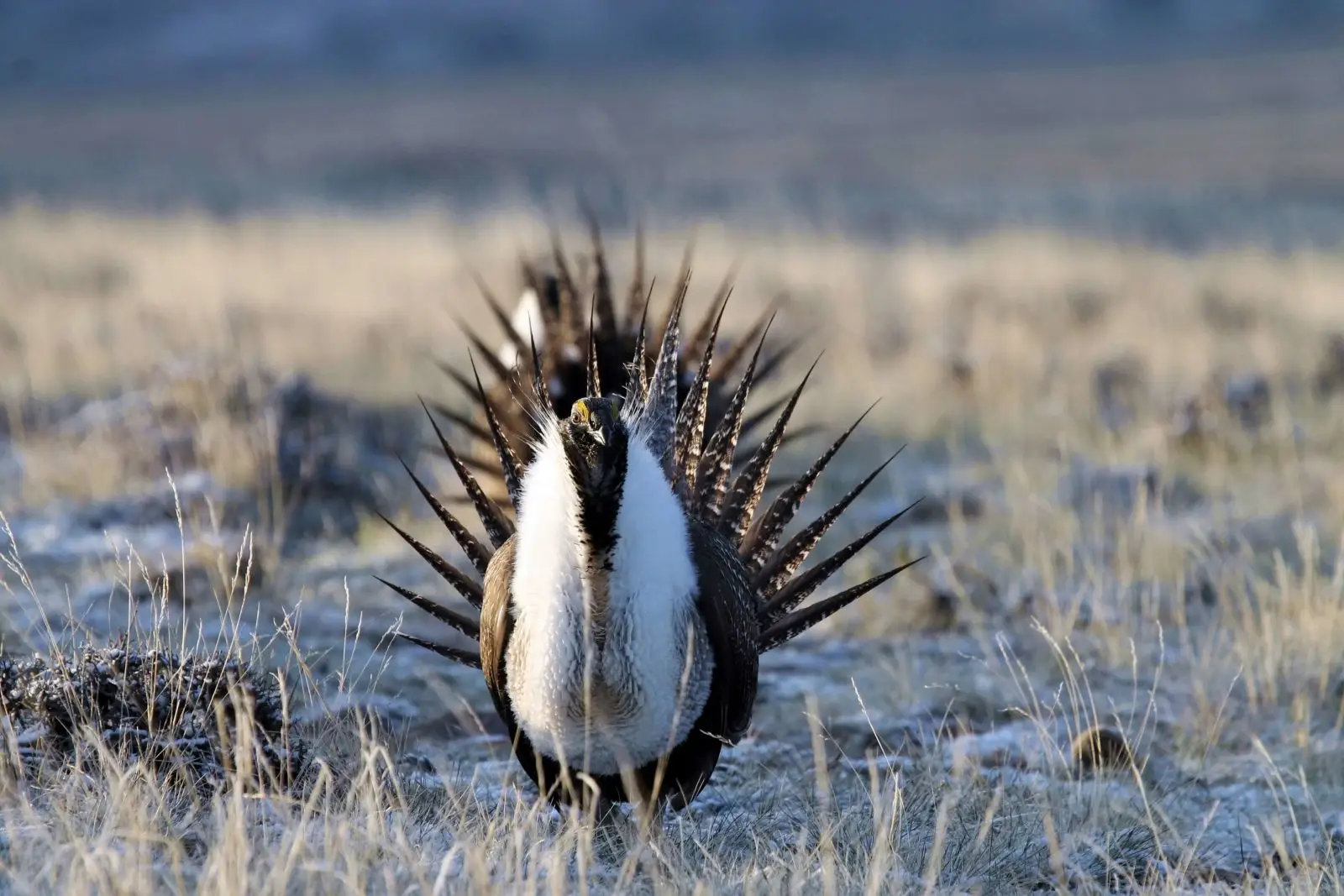 A male greater sage grouse displaying his distinctive white chest feathers and pointed tail feathers during mating season ritual in sagebrush habitat.