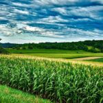 Lush green corn field stretching to horizon under cloudy blue sky with rolling hills and trees in rural Wisconsin agricultural landscape
