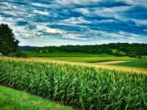 Lush green corn field stretching to horizon under cloudy blue sky with rolling hills and trees in rural Wisconsin agricultural landscape