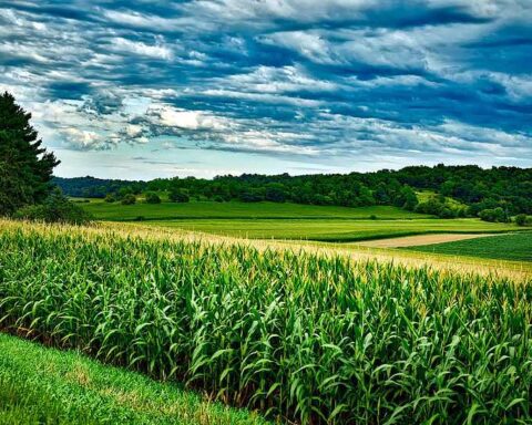 Lush green corn field stretching to horizon under cloudy blue sky with rolling hills and trees in rural Wisconsin agricultural landscape