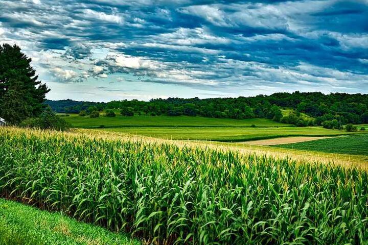 Lush green corn field stretching to horizon under cloudy blue sky with rolling hills and trees in rural Wisconsin agricultural landscape