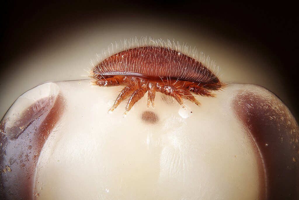 Microscope close-up of an adult female varroa mite on the head of a honeybee nymph, showing the reddish-brown parasite attached to its host.