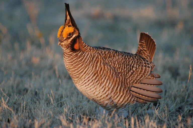 Lesser prairie chicken with distinctive orange eye combs and striped feather pattern in breeding display posture on grassland habitat.