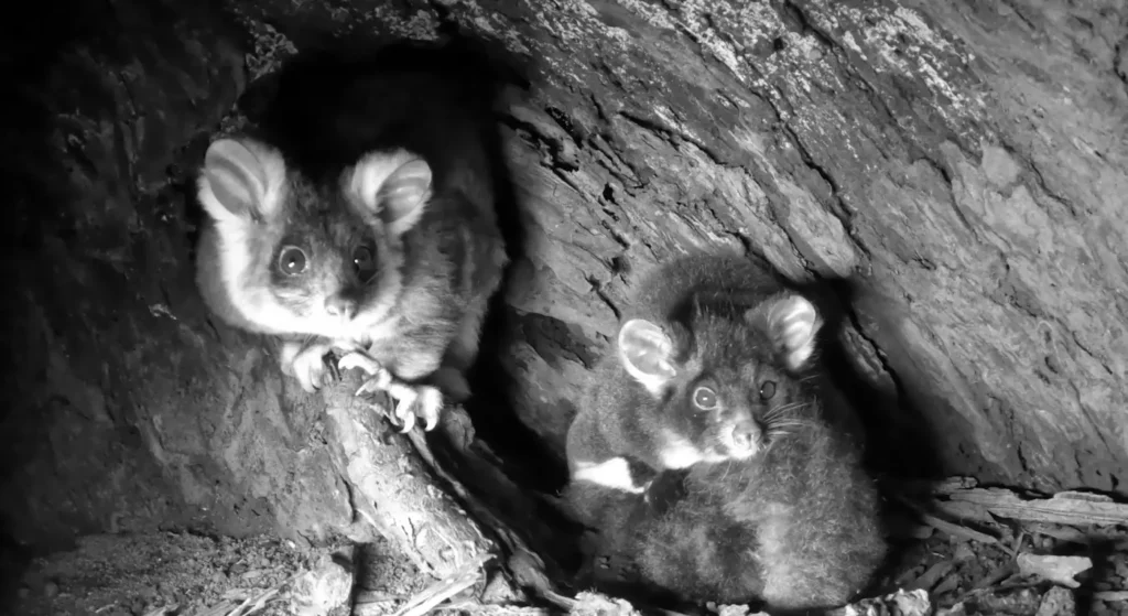 A black and white, night-vision view of two greater gliders, Pip and Milo, inside their dark tree hollow. Pip is on the left, looking directly at the camera with large, bright eyes.
