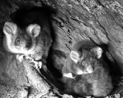 A black and white, night-vision view of two greater gliders, Pip and Milo, inside their dark tree hollow. Pip is on the left, looking directly at the camera with large, bright eyes.