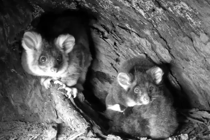 A black and white, night-vision view of two greater gliders, Pip and Milo, inside their dark tree hollow. Pip is on the left, looking directly at the camera with large, bright eyes.