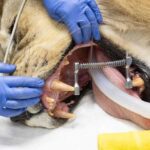 Zoo Miami veterinary staff in blue gloves perform a dental examination on sedated male lion Kwame during his physical exam, with intubation tube visible in his mouth.