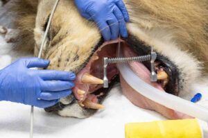 Zoo Miami veterinary staff in blue gloves perform a dental examination on sedated male lion Kwame during his physical exam, with intubation tube visible in his mouth.