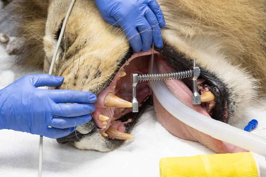 Zoo Miami veterinary staff in blue gloves perform a dental examination on sedated male lion Kwame during his physical exam, with intubation tube visible in his mouth.