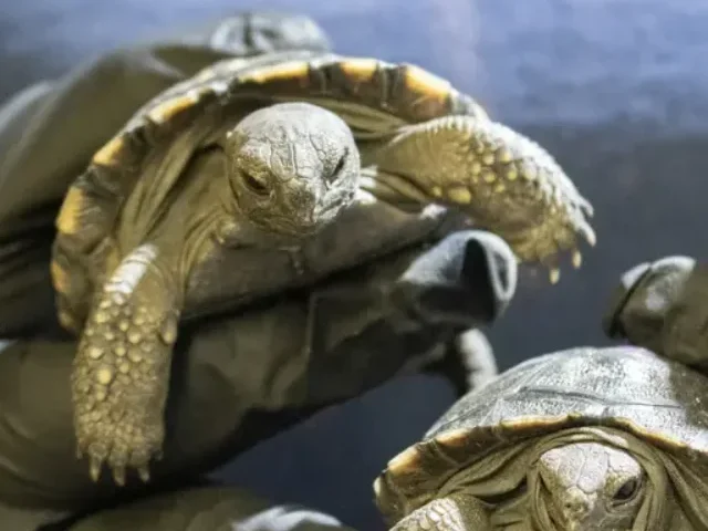 Three baby Galapagos tortoise hatchlings being carefully held by a zookeeper wearing protective gloves. The small hatchlings have distinctive patterned shells with yellowish markings against a darker background.