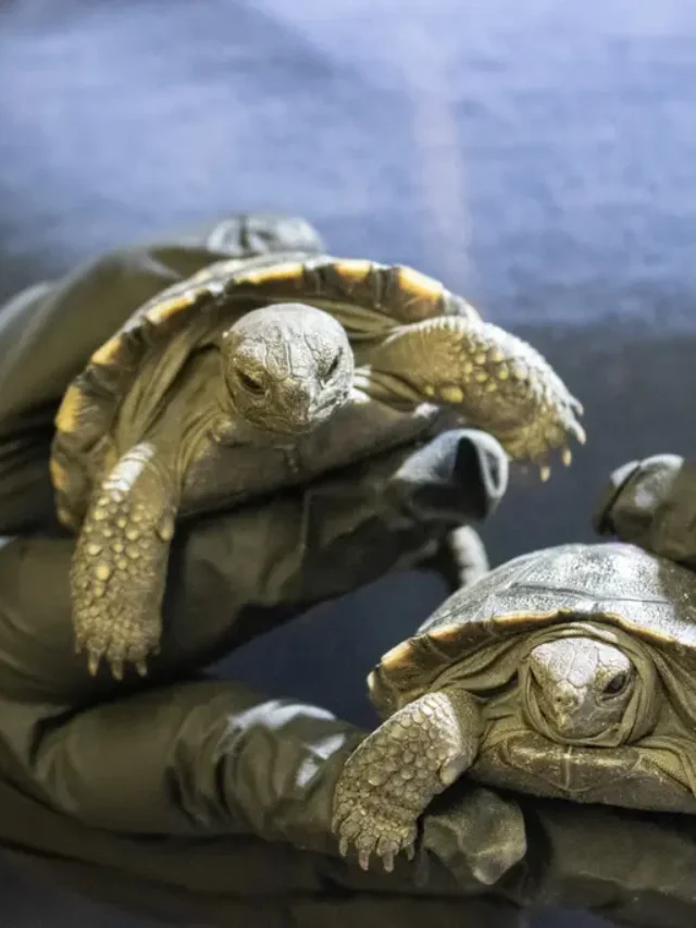 Century-Old Tortoise’s 16 Babies Save Critically Endangered Species