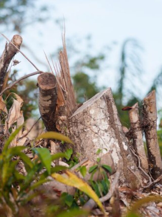 Amazon’s Vanishing Rain: The Shocking 75% Truth Scientists Never Expected