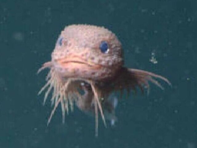 A close-up of the bumpy snailfish, a small, pinkish-white fish with a round head and large eyes, floating in the dark water of the deep sea.
