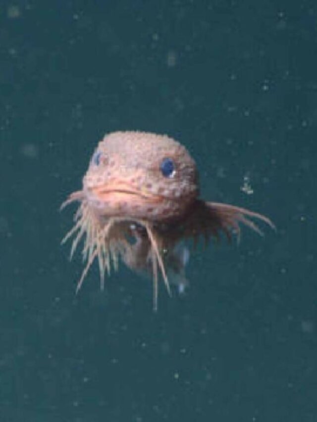 Pink ‘Smiley’ Fish Found 13,000 Feet Below Ocean Surface – What Secrets Do They Hold?