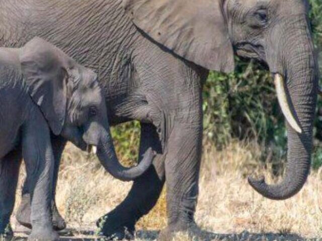 cropped-Elephant-Extinction-Crisis-Endangers-Ebony-Trees-Study-Warns-10.jpg