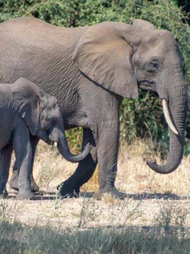Elephant Extinction Crisis Endangers Ebony Trees, Study Warns