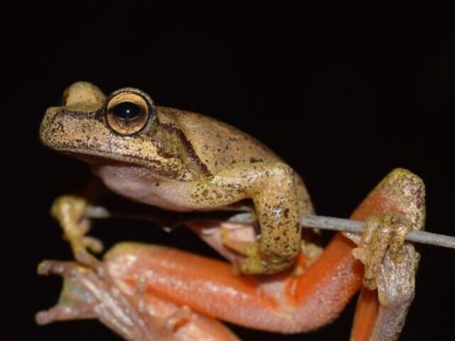 Newcastle University research team closely examining captive-bred Littlejohn's tree frog tadpoles in laboratory containers during their conservation breeding program