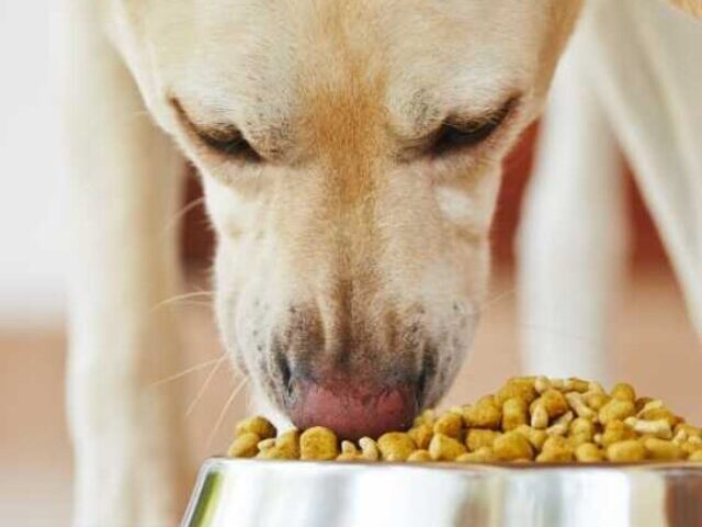 Yellow Labrador retriever eating dry kibble from a stainless steel bowl on a wooden floor, demonstrating canine dietary habits relevant to research on plant-based pet foods.