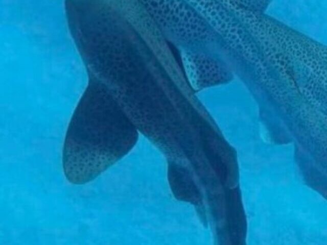 cropped-Rare-Leopard-Shark-Threesome-Footage-Could-Save-Species-2.jpg