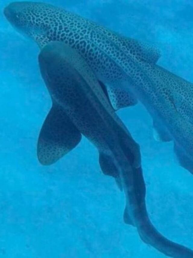 Rare Leopard Shark ‘Threesome’ Footage Could Save Species