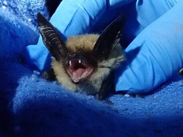 cropped-White-Nose-Bat-Fungus-Reaches-Oregon-First-Detection-Confirmed-5.jpg