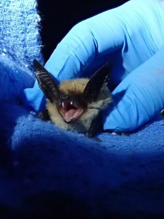White-Nose Bat Fungus Reaches Oregon: First Detection Confirmed