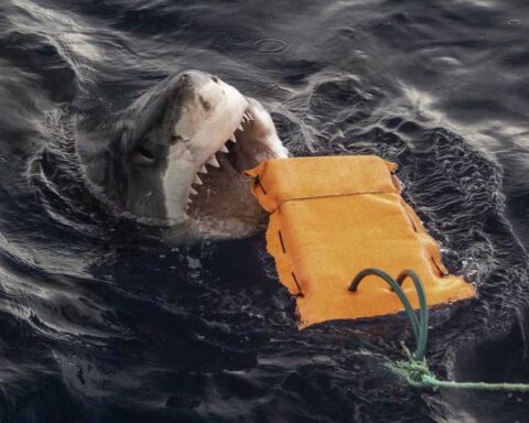 A great white shark biting a bright orange testing buoy in dark ocean water.