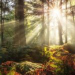 Sunbeams through tall trees over a mossy, fern-covered forest floor