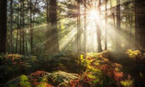 Sunbeams through tall trees over a mossy, fern-covered forest floor