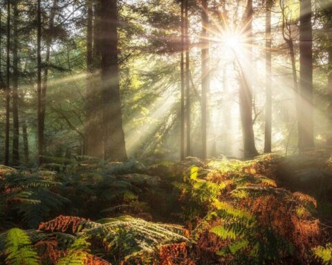 Sunbeams through tall trees over a mossy, fern-covered forest floor