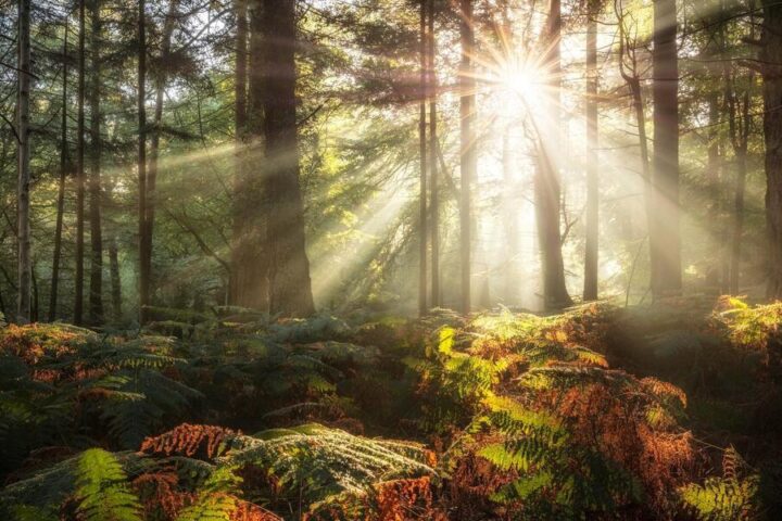 Sunbeams through tall trees over a mossy, fern-covered forest floor